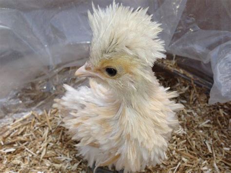 4C for effective incubation and subsequently a high hatchability rate. . Polish frizzle chickens for sale